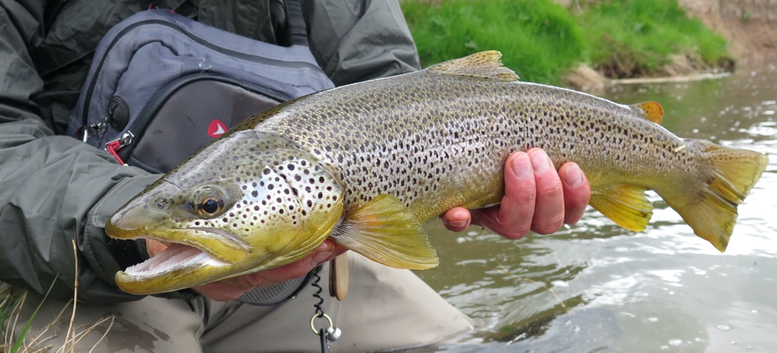 Specimen Trout - YFFC