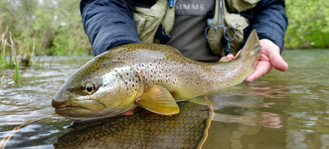 Brown Trout - YFFC