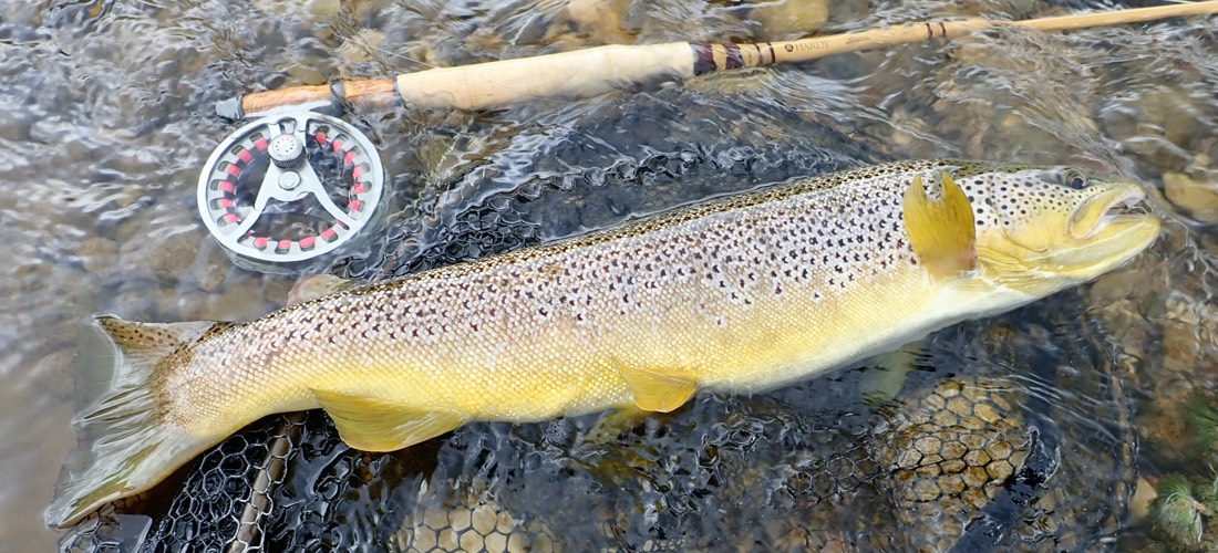River Lyvennet Trout
