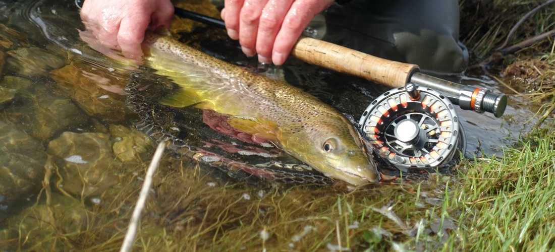 River Lyvennet Trout