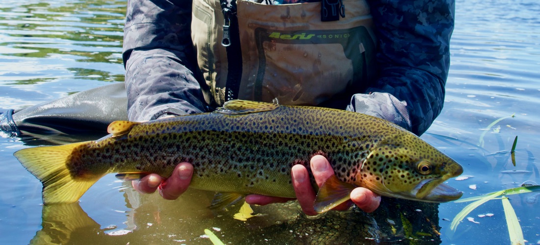 A Trout From Our Honeypot Beat