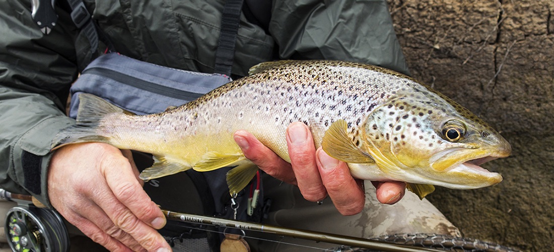 River Lyvennet Trout