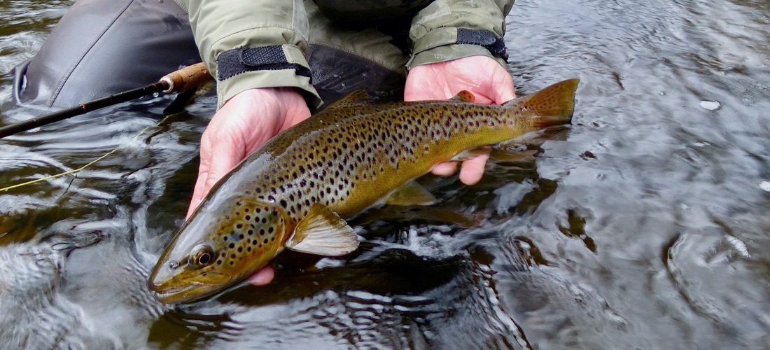 Brown Trout - River Ribble