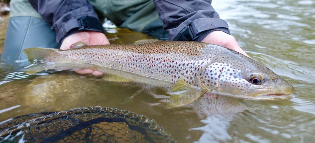 Specimen Trout - YFFC