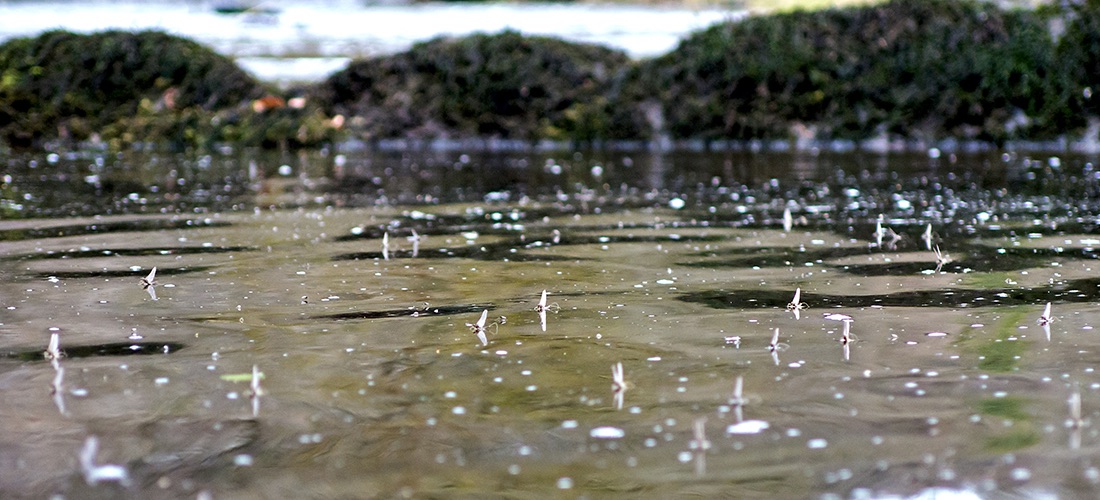 A Prolific LDO Hatch, River Ribble