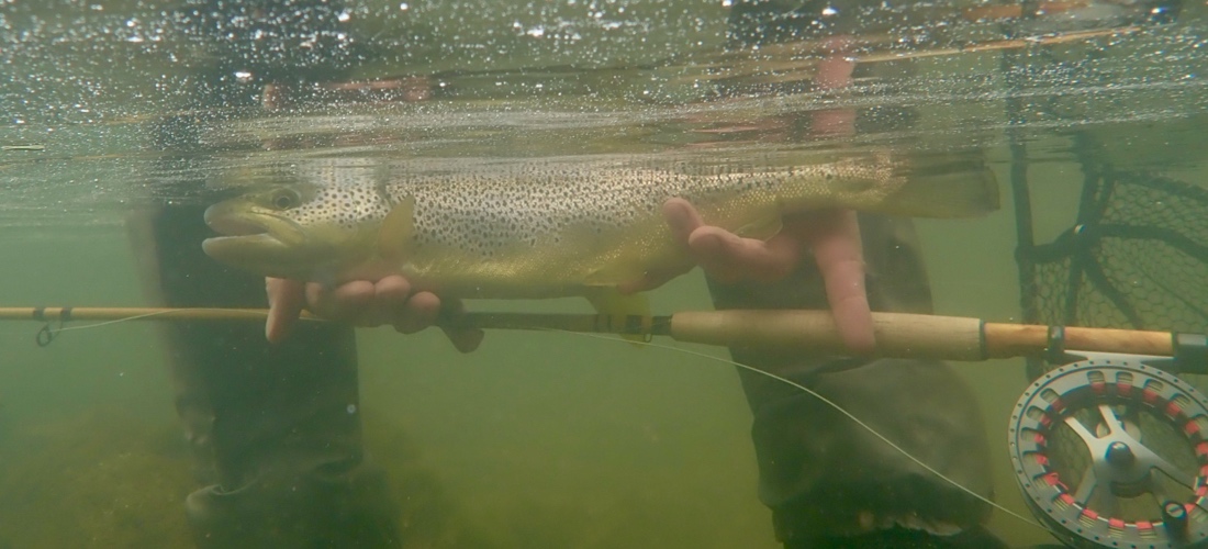 Underwater Shot - River Lyvennet Trout