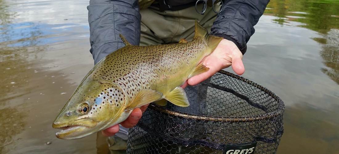 Brown Trout - River Eden